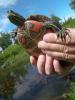 Painted Turtle Photo by naturalflow via Flickr